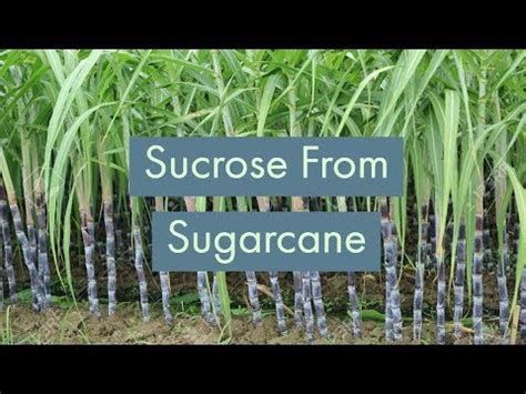 sugar cane sucrose size